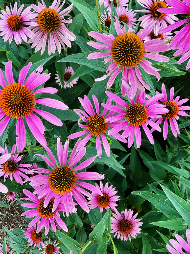 Das Foto von Gisselle Ayala zeigt rosa Gänseblümchen.
