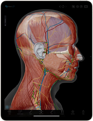 iPad Air 螢幕上顯示 Human Anatomy Atlas app