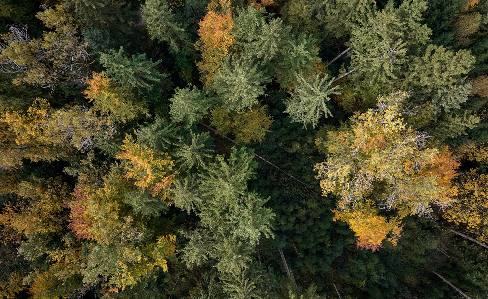 Vue aérienne d’une forêt dense avec des arbres verts et des arbres aux couleurs d’automne.